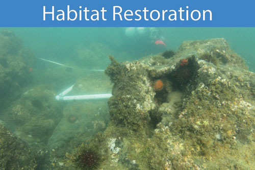 Habitat-Restoration-500web
